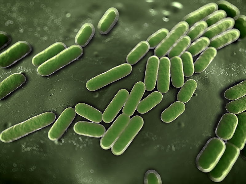 Bacteria_5_0